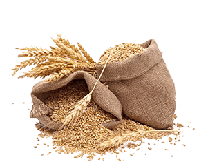 High-Quality Grains and Oilseeds - The Farmer Corner